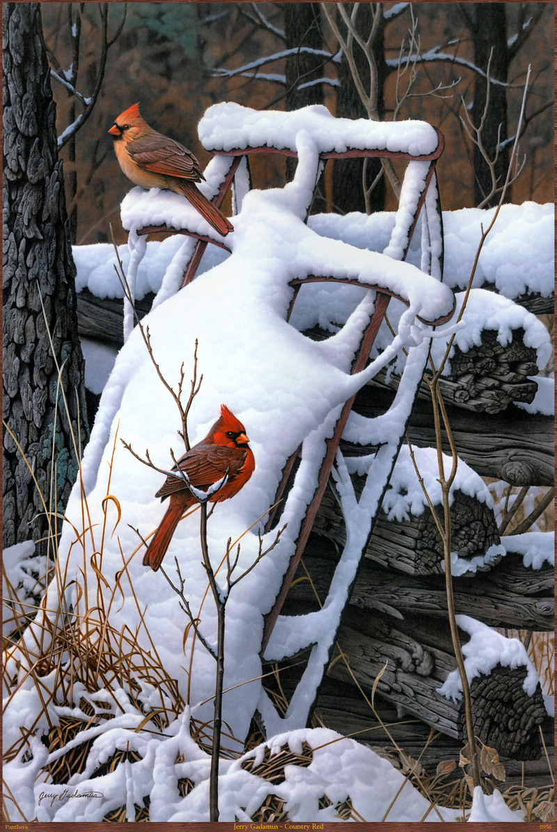 Panthera_0956_Jerry_Gadamus_Country_Red; DISPLAY FULL IMAGE.