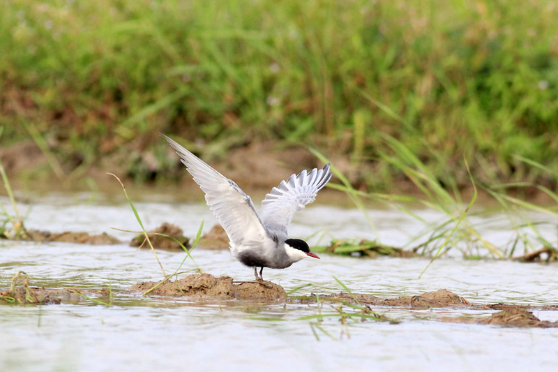 Whiskered tern (Chlidonias hybrida); DISPLAY FULL IMAGE.