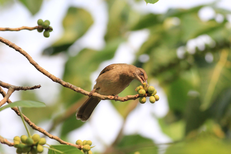 Streak-eared bulbul (Pycnonotus conradi); DISPLAY FULL IMAGE.