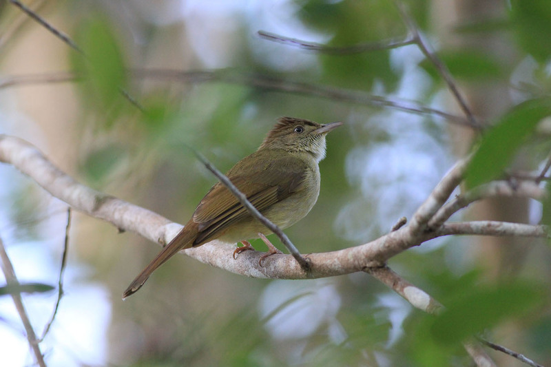 Mountain bulbul (Ixos mcclellandii); DISPLAY FULL IMAGE.