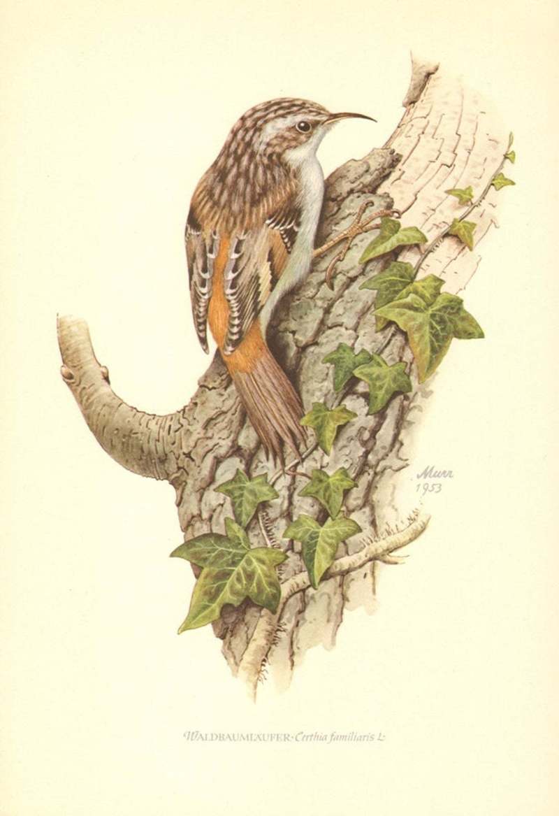 mammals; DISPLAY FULL IMAGE.