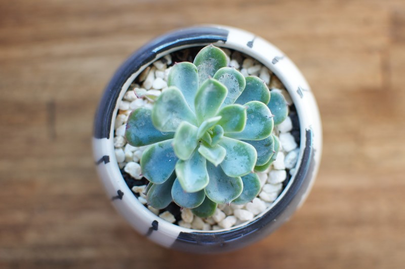 Suculent Plant; DISPLAY FULL IMAGE.