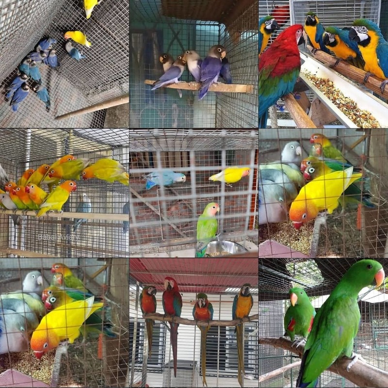 Buy all species of parrots online; DISPLAY FULL IMAGE.