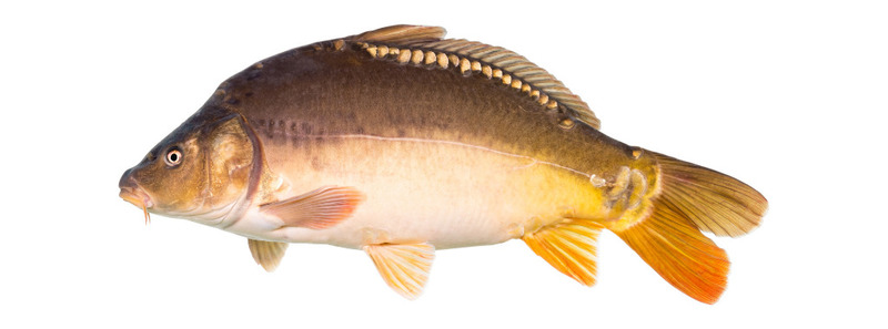 Leather Carp (Cyprinus Nudus); DISPLAY FULL IMAGE.