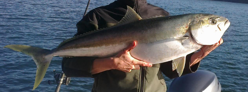 Yellowtail Kingfish (Seriola lalandi lalandi); DISPLAY FULL IMAGE.