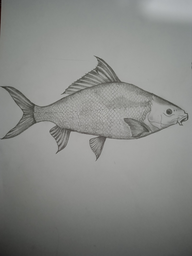 Fish; DISPLAY FULL IMAGE.