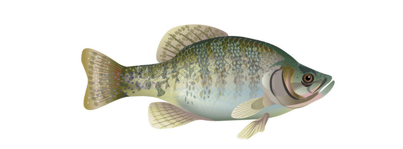 Pomoxis annularis (White Crappie); DISPLAY FULL IMAGE.