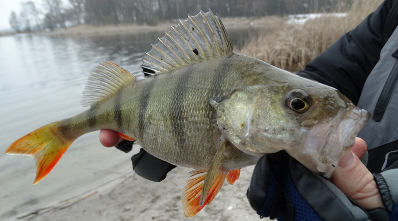 Yellow perch (Perca falvescens); DISPLAY FULL IMAGE.