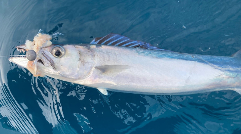 Barracuda (Sphyraena barracuda); DISPLAY FULL IMAGE.