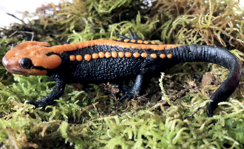 Tylototriton ngoclinhensis (Ngoc Linh Crocodile Newt): new species of Salamandridae from Vietnam; DISPLAY FULL IMAGE.