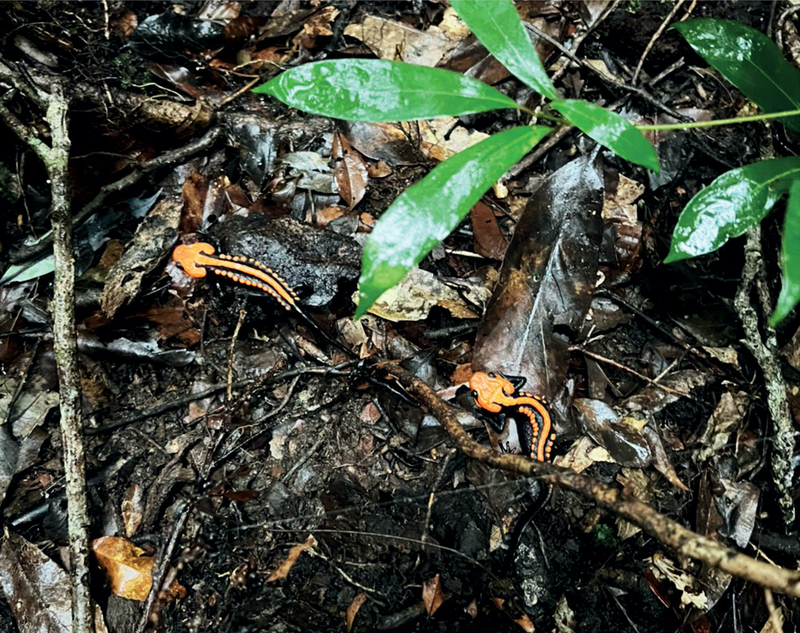 Tylototriton ngoclinhensis (Ngoc Linh Crocodile Newt): new species of Salamandridae from Vietnam; DISPLAY FULL IMAGE.