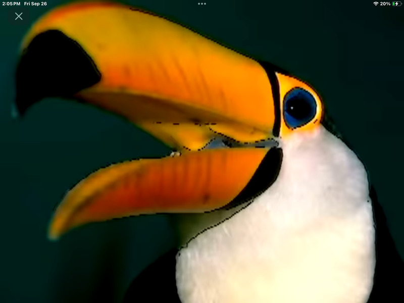 Toucan ; DISPLAY FULL IMAGE.