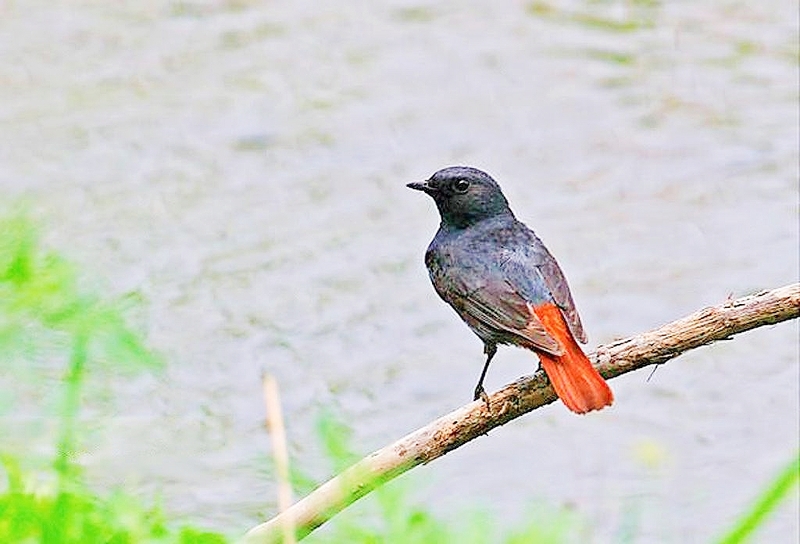 Plumbeous water redstart (Phoenicurus fuliginosus); DISPLAY FULL IMAGE.