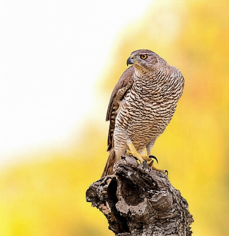 Eurasian goshawk (Accipiter gentilis) ; DISPLAY FULL IMAGE.
