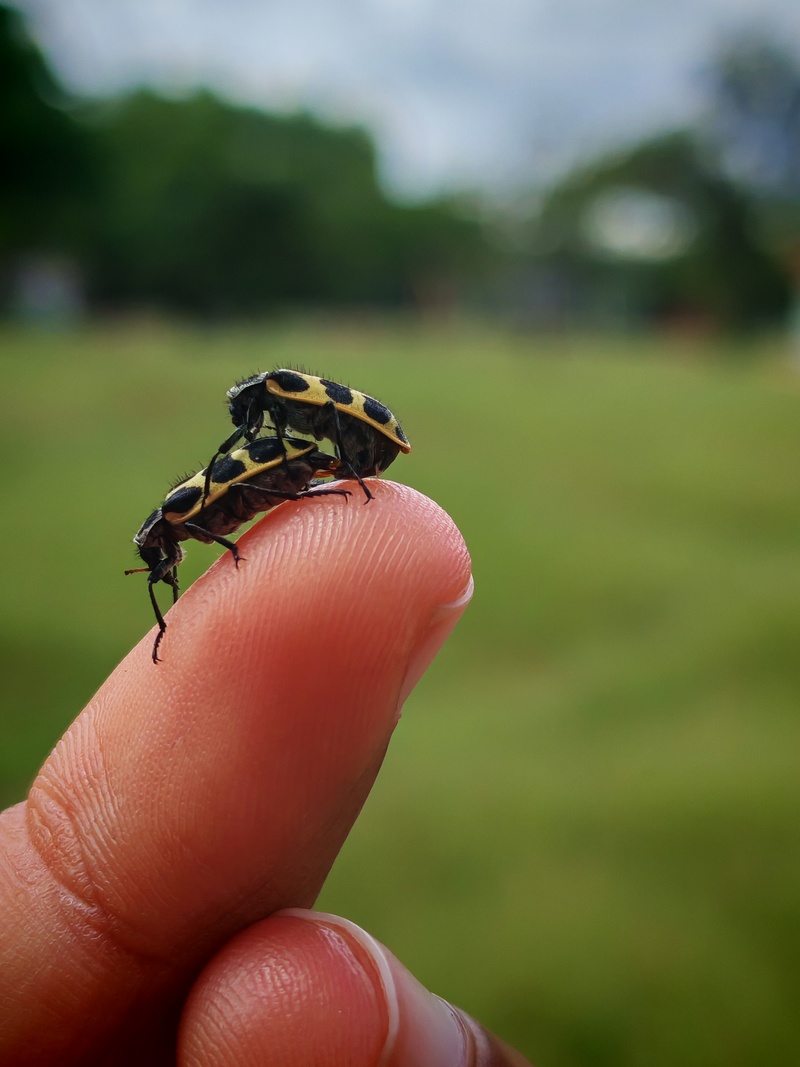 Spotted Maize Beetles (Astylus atromaculatus); DISPLAY FULL IMAGE.