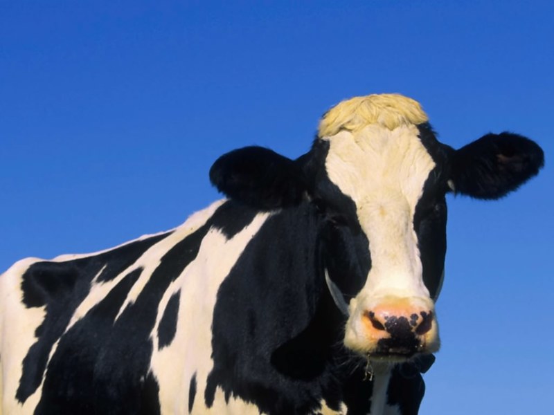 Cattle (Bos taurus); DISPLAY FULL IMAGE.