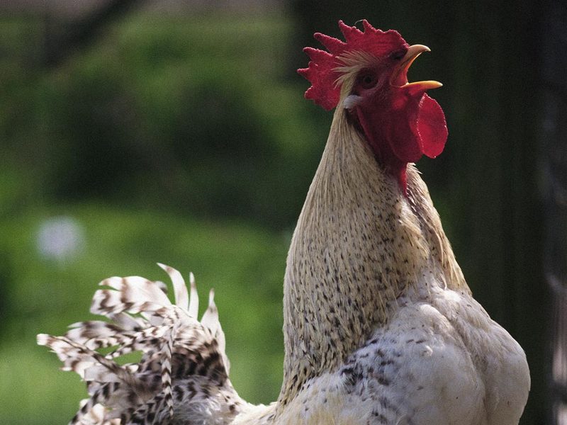 Chicken (Gallus gallus domesticus); DISPLAY FULL IMAGE.