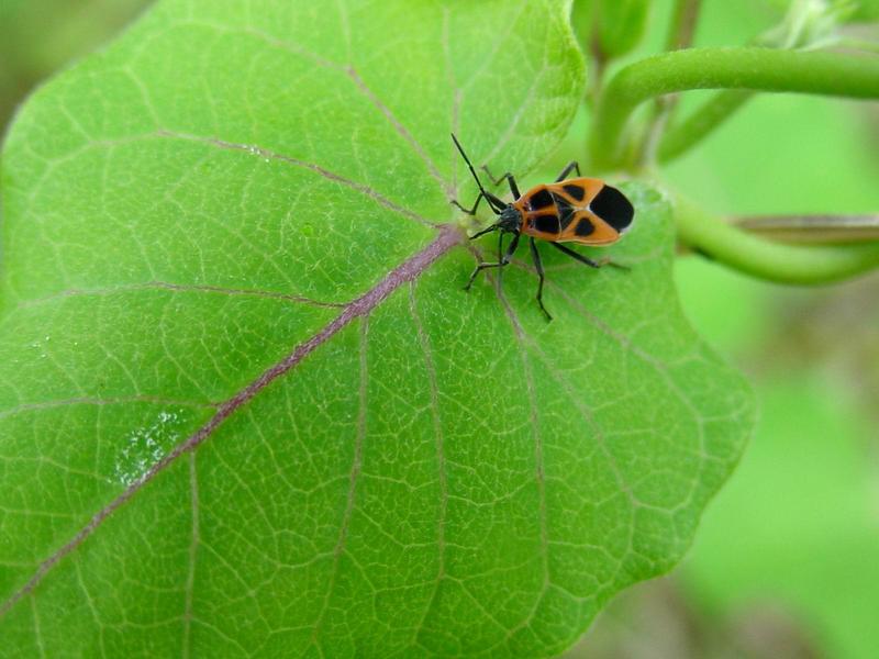 노린재::긴노린재::십자무늬긴노린재 - Tropidothorax cruciger (Motschulsky) - Milkweed bug; DISPLAY FULL IMAGE.