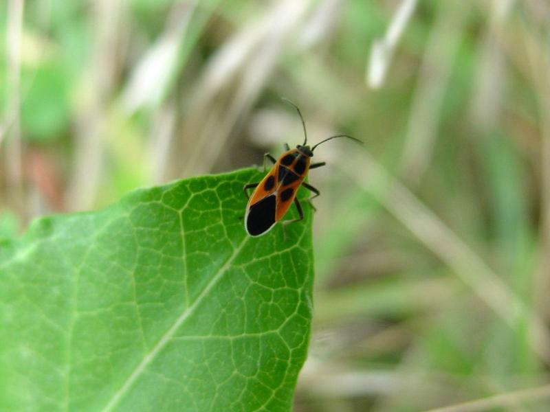 노린재::긴노린재::십자무늬긴노린재 - Tropidothorax cruciger (Motschulsky) - Milkweed bug; DISPLAY FULL IMAGE.