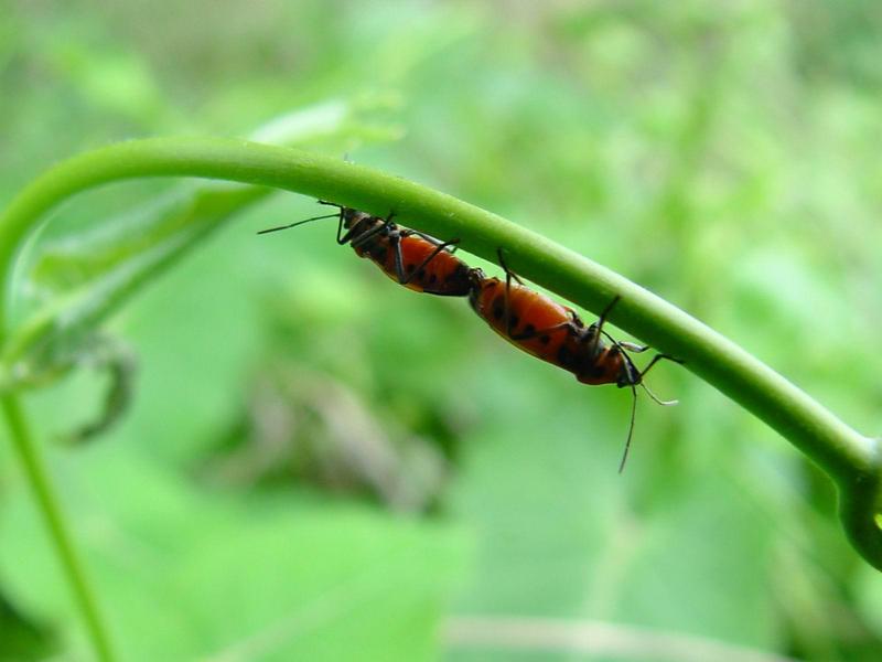 노린재::긴노린재::십자무늬긴노린재 - Tropidothorax cruciger (Motschulsky) -- 짝짓기; DISPLAY FULL IMAGE.