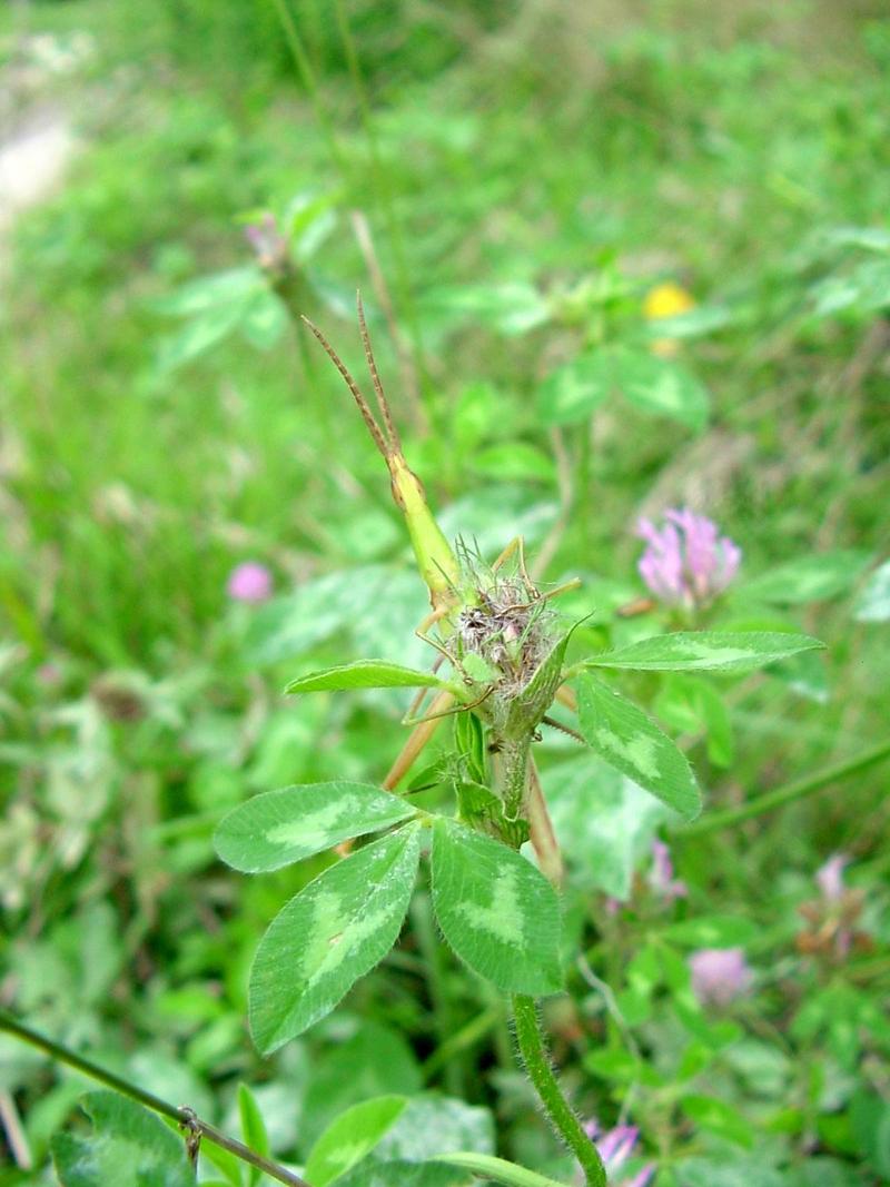 방아깨비 (Acrida cinerea); DISPLAY FULL IMAGE.