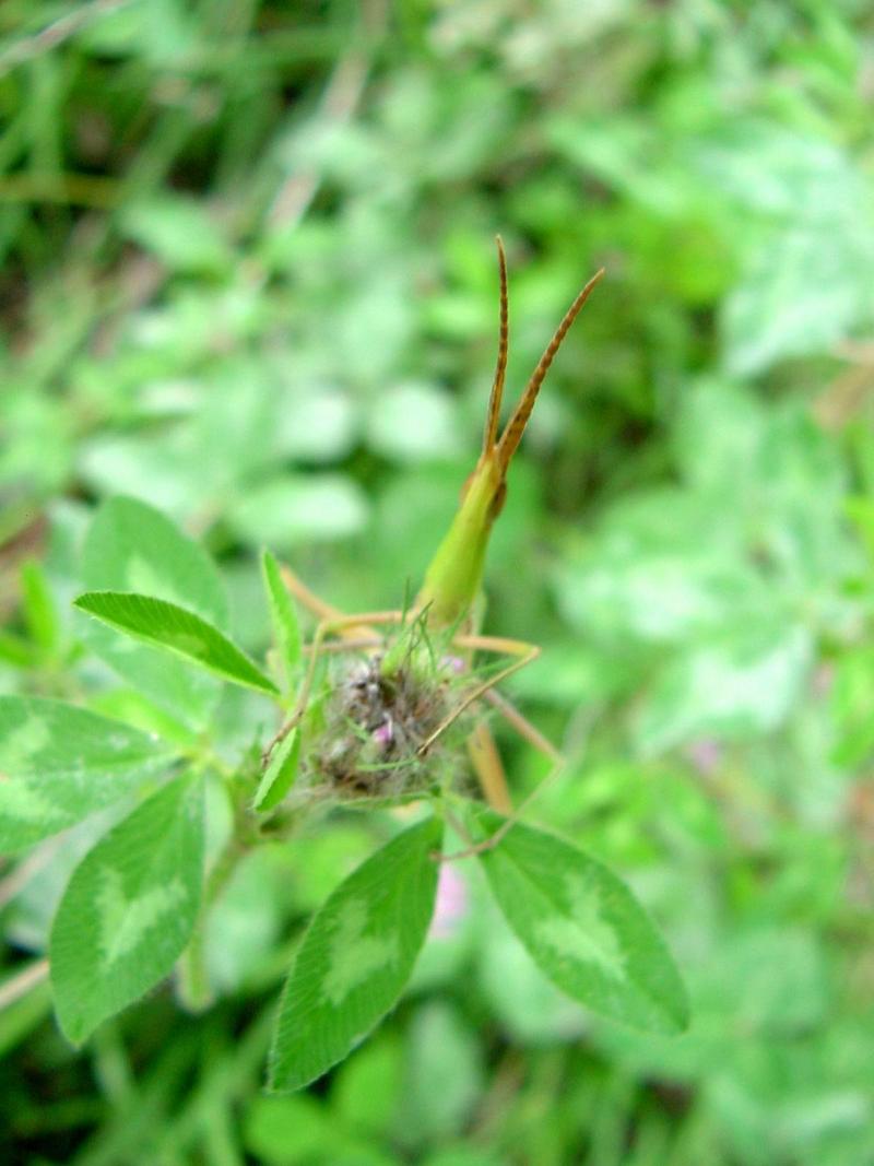 방아깨비 (Acrida cinerea); DISPLAY FULL IMAGE.