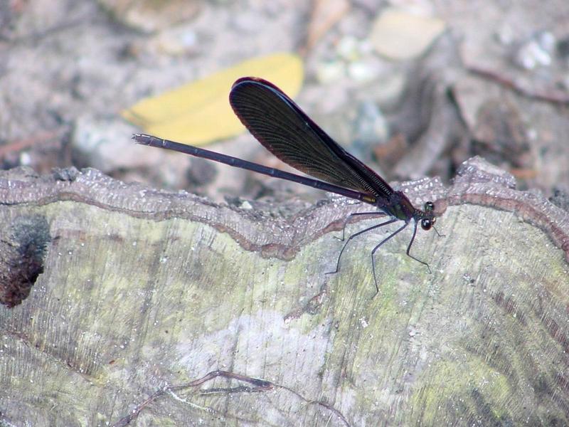 검은물잠자리(Calopteryx atrata); DISPLAY FULL IMAGE.