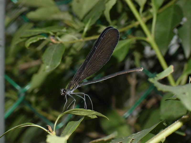 검은물잠자리(Calopteryx atrata); DISPLAY FULL IMAGE.