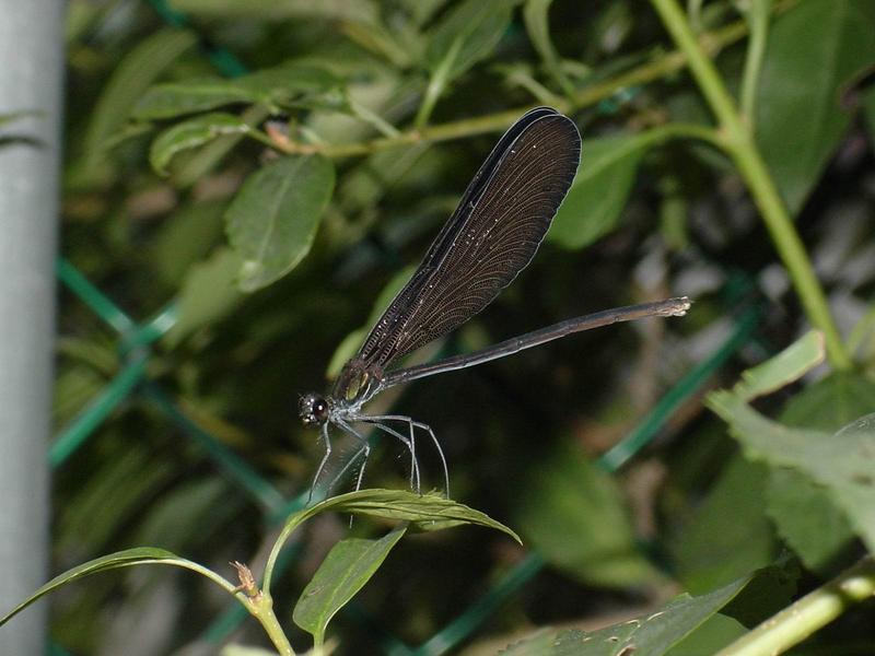 검은물잠자리(Calopteryx atrata); DISPLAY FULL IMAGE.