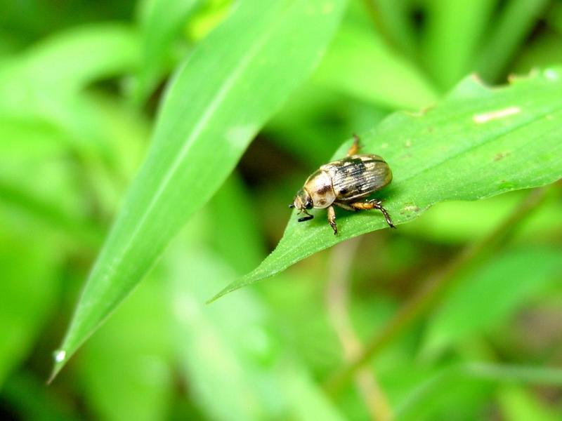 풍뎅이 종류 -- 등얼룩풍뎅이(Blitopertha orientalis)???; DISPLAY FULL IMAGE.