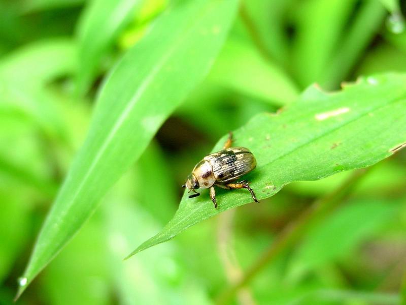 풍뎅이 종류 -- 등얼룩풍뎅이(Blitopertha orientalis)???; DISPLAY FULL IMAGE.