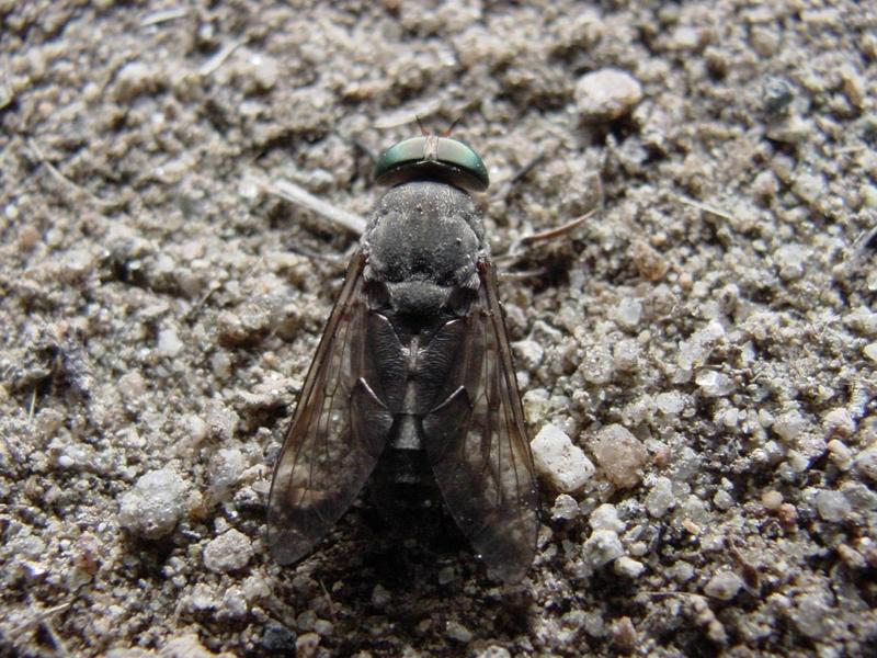 왕소등에(Tabanus chrysurus); DISPLAY FULL IMAGE.