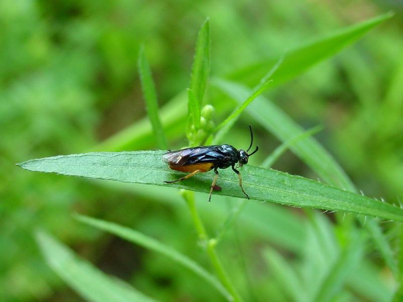 이름모를 곤충 --> 동애등에 Ptecticus tenebrifer (Soldier Fly); DISPLAY FULL IMAGE.