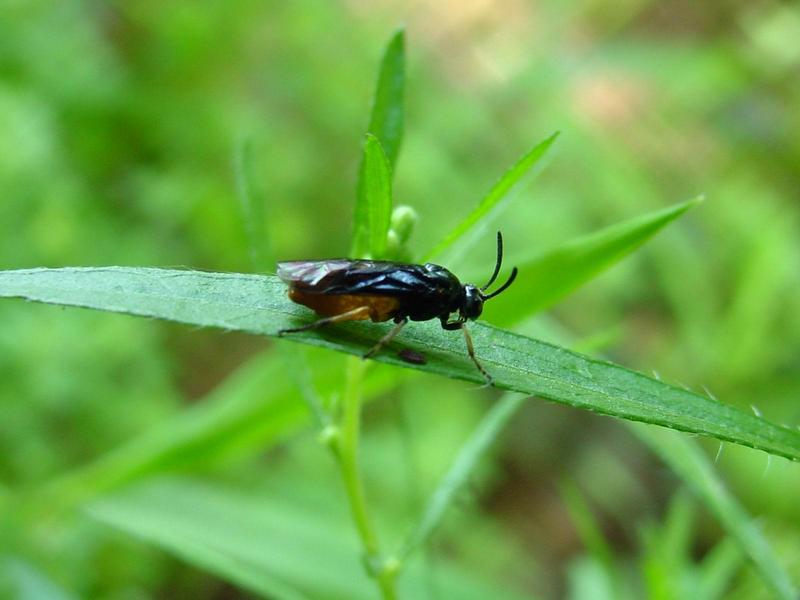 이름모를 곤충--> 동애등에 Ptecticus tenebrifer (Soldier Fly); DISPLAY FULL IMAGE.