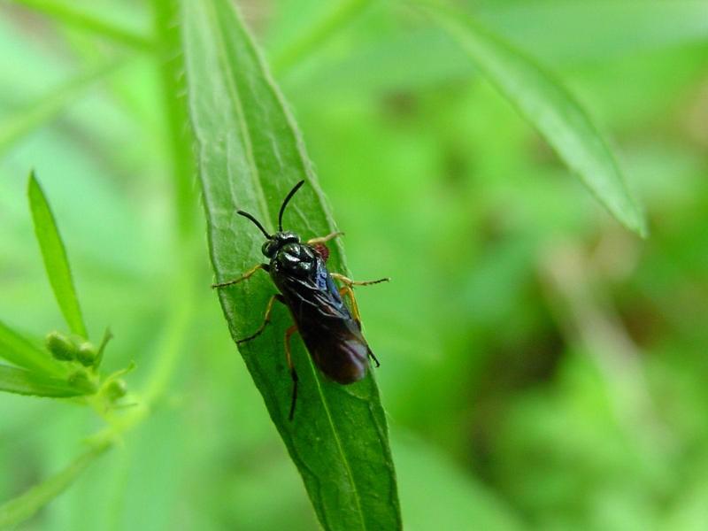 이름모를 곤충 --> 동애등에 Ptecticus tenebrifer (Soldier Fly); DISPLAY FULL IMAGE.