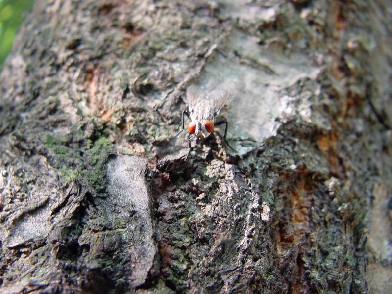 쉬파리 종류 -- 검정볼기쉬파리 Helicophagella melanura (flesh fly); DISPLAY FULL IMAGE.