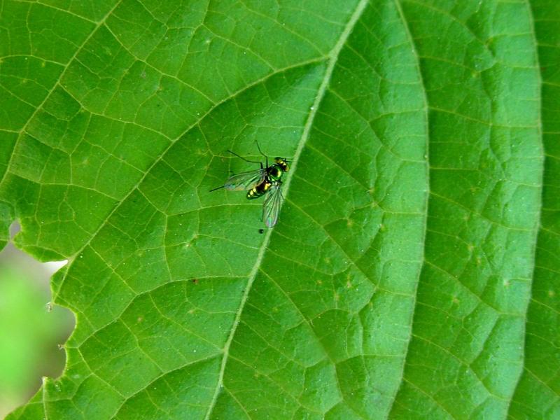 산금파리 - Hemipyrellia ligrriens (Wiedemann); DISPLAY FULL IMAGE.