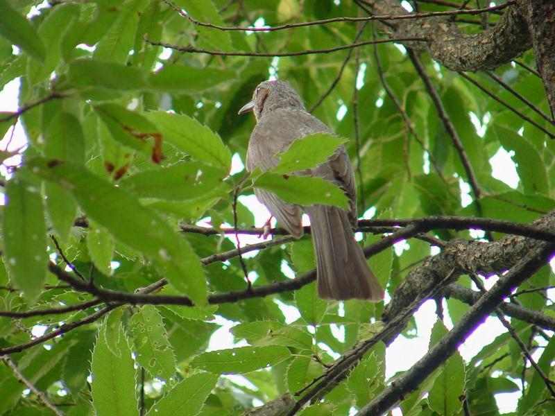 직박구리(Hypsipetes amaurotis hensoni STEJNEGER); DISPLAY FULL IMAGE.