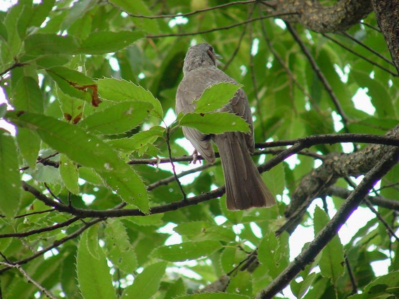 직박구리(Hypsipetes amaurotis hensoni STEJNEGER); DISPLAY FULL IMAGE.