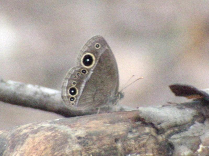 부처사촌나비 - Mycalesis francisca (Cramer); DISPLAY FULL IMAGE.