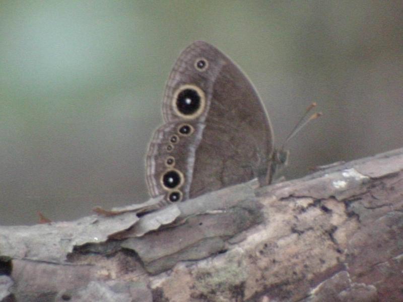 부처사촌나비 - Mycalesis francisca (Cramer); DISPLAY FULL IMAGE.