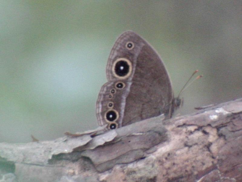 부처사촌나비 - Mycalesis francisca (Cramer); DISPLAY FULL IMAGE.