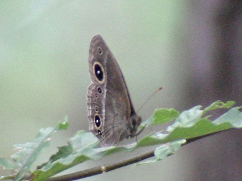 부처사촌나비 - Mycalesis francisca (Cramer); DISPLAY FULL IMAGE.