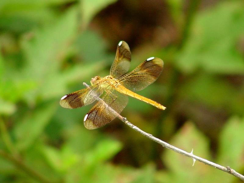 노란띠좀잠자리 - Sympetrum pedemontanum elatum (Selys) - 암컷; DISPLAY FULL IMAGE.