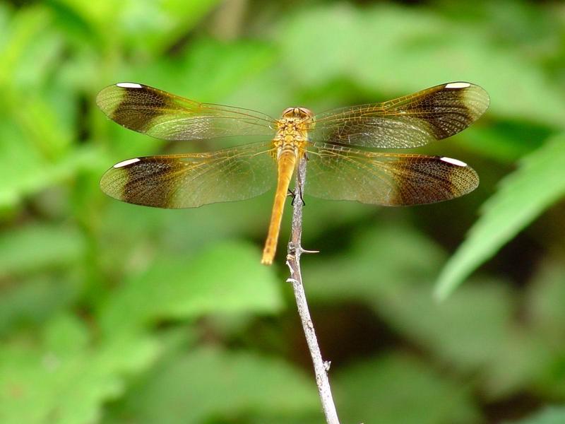 노란띠좀잠자리 - Sympetrum pedemontanum elatum (Selys) - 암컷; DISPLAY FULL IMAGE.