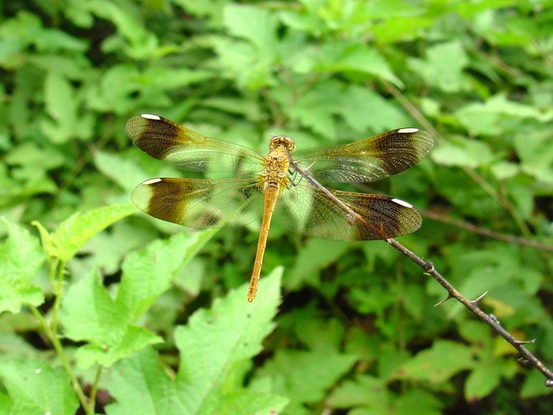 노란띠좀잠자리 - Sympetrum pedemontanum elatum (Selys) - 암컷; DISPLAY FULL IMAGE.