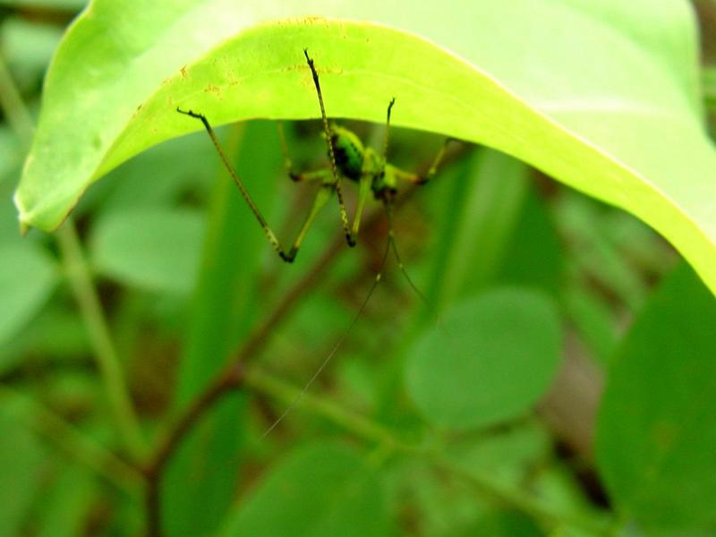 검은다리실베짱이 (약충) - Phaneroptera nigroantennata; DISPLAY FULL IMAGE.