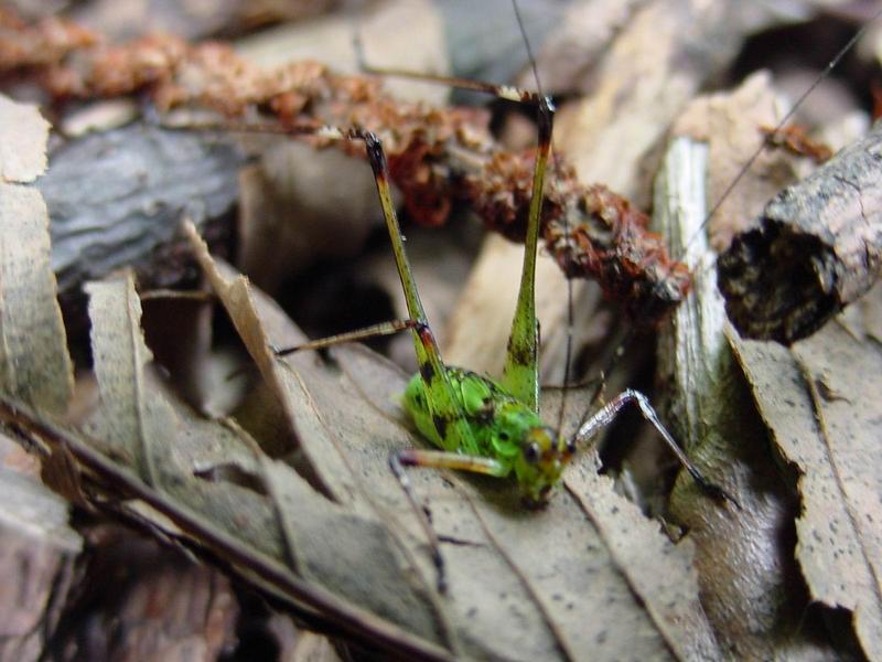 검은다리실베짱이 (약충) - Phaneroptera nigroantennata; DISPLAY FULL IMAGE.