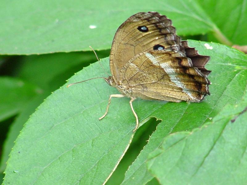 굴뚝나비(Minois dryas Scopoli); DISPLAY FULL IMAGE.