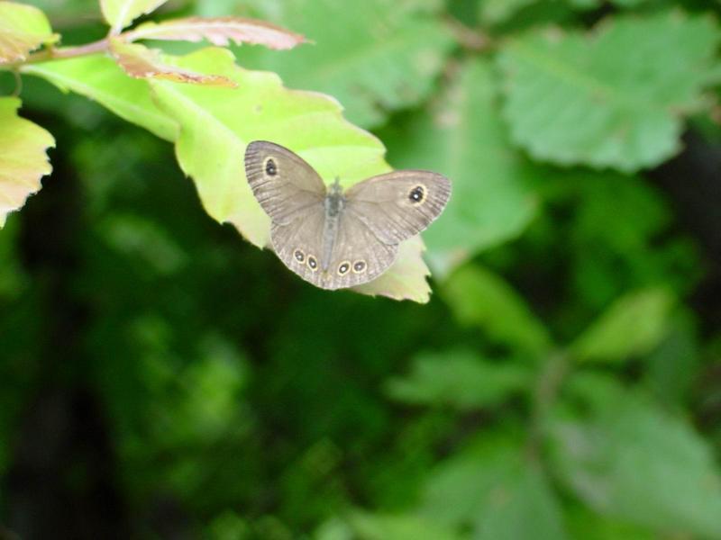 애물결나비 (Ypthima argus - Argus Rings butterfly); DISPLAY FULL IMAGE.